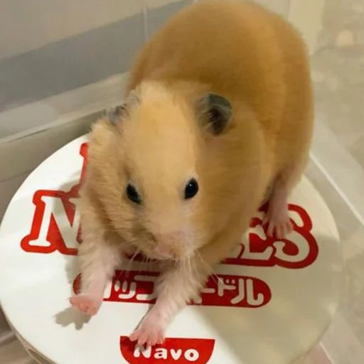 a brown hamster sitting on top of a white plate