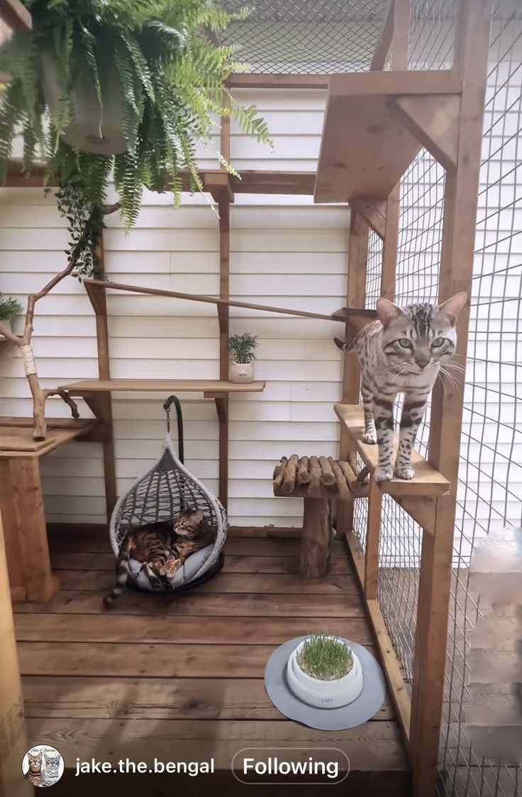 a cat sitting on top of a cage next to a plant