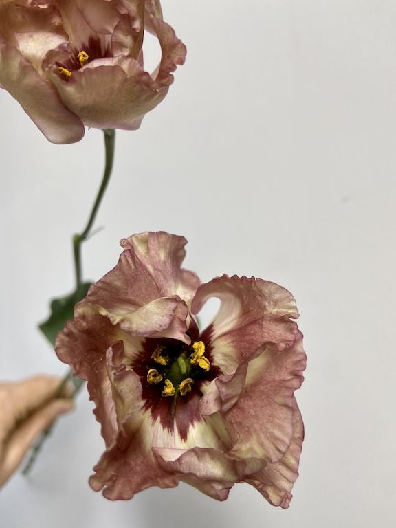 two pink flowers are in a vase on a white tablecloth, and one has yellow stamens