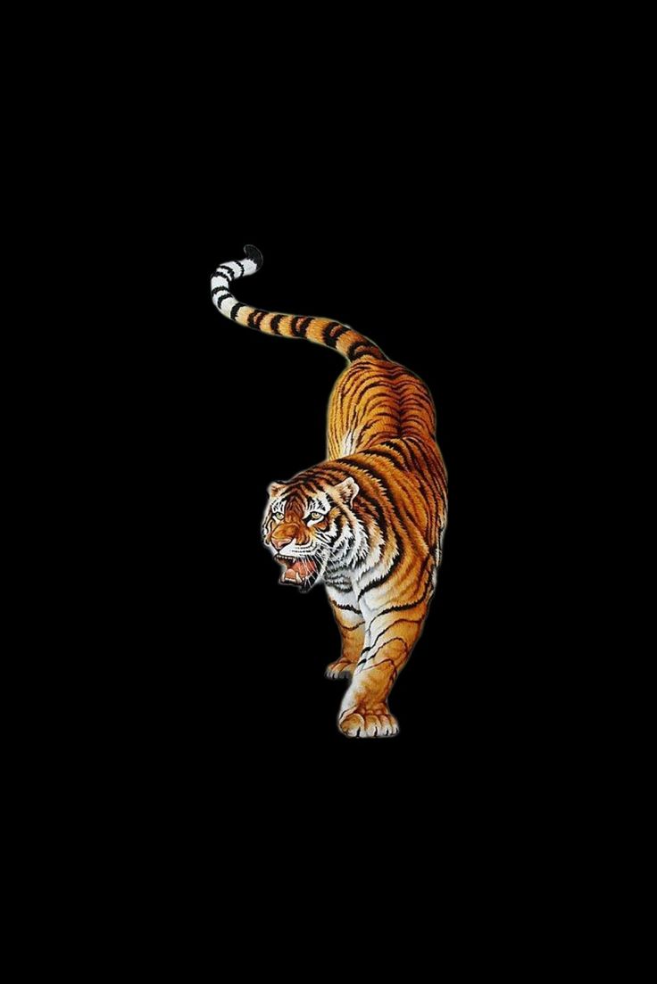 a tiger walking across a black background