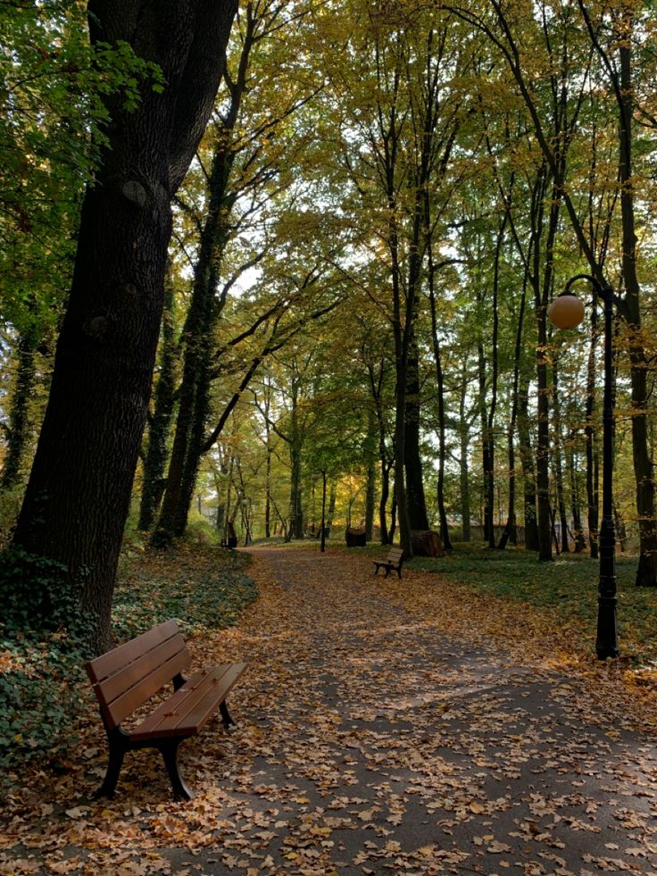 a park bench sitting in the middle of a leaf covered path surrounded by tall trees