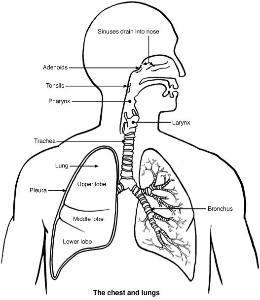 the anatomy of the human body and its major organs, including the heart, lungs, thor