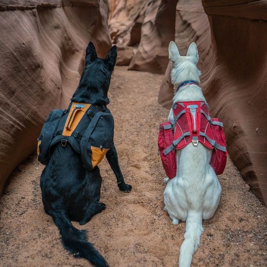 two dogs are sitting in the middle of a narrow canyon, looking at each other