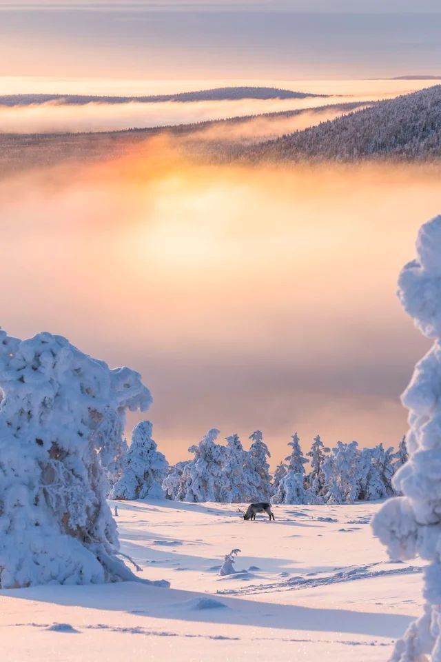 the sun shines through the clouds over snow covered trees