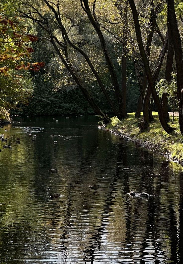 ducks are swimming in the water near trees