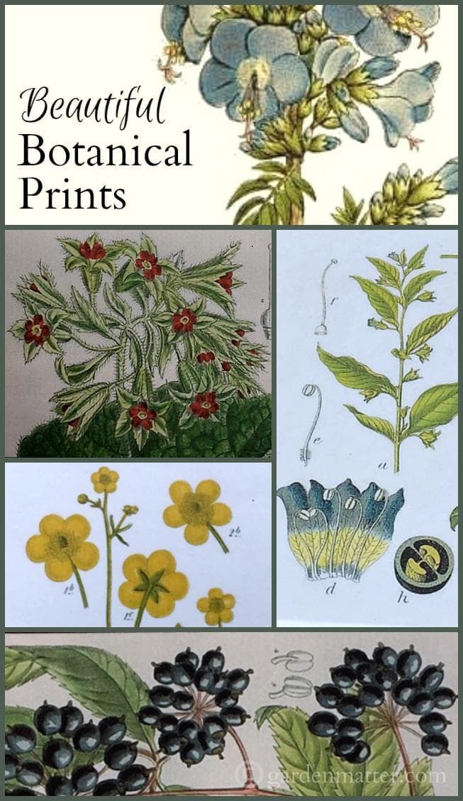 some pictures of flowers and plants with the words beautiful botanical prints