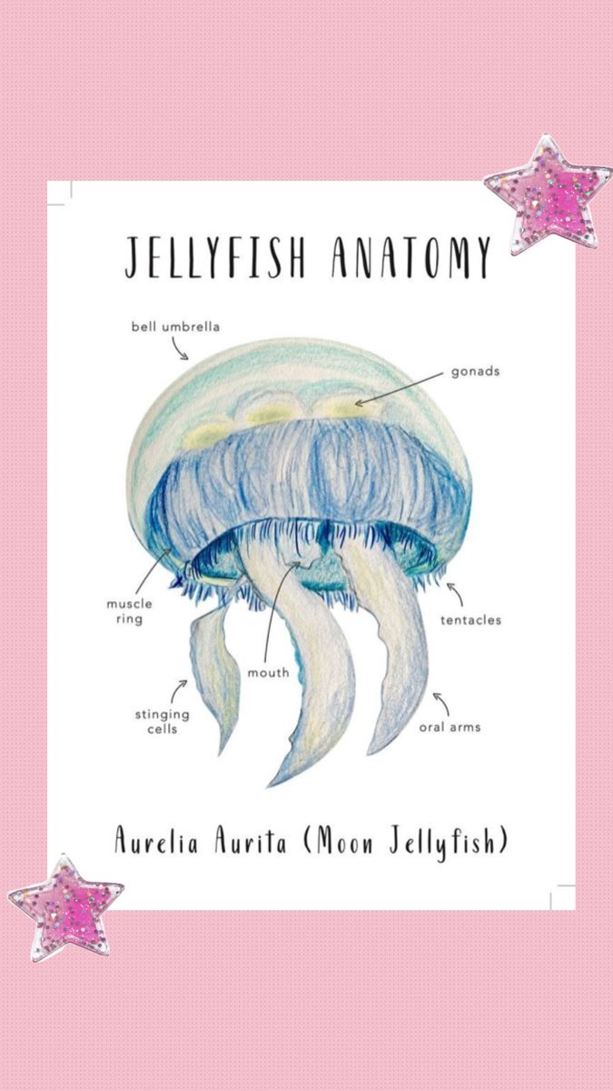 jellyfish anatomy on a pink background with the words,'stella auraria queen jellyfish