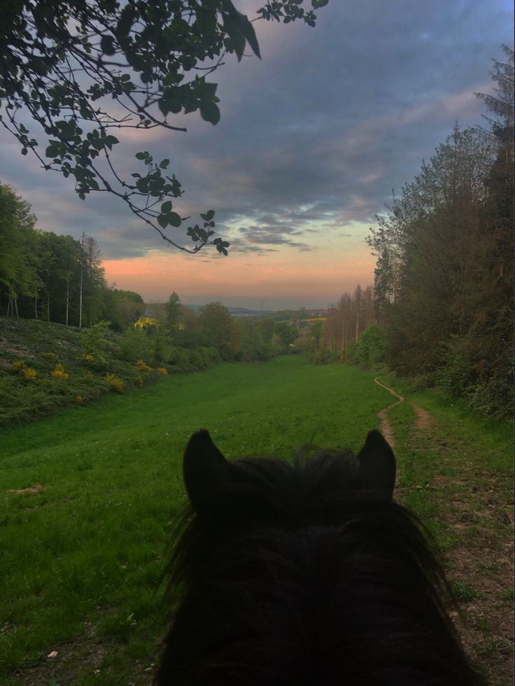 the back end of a horse's head as it walks down a path