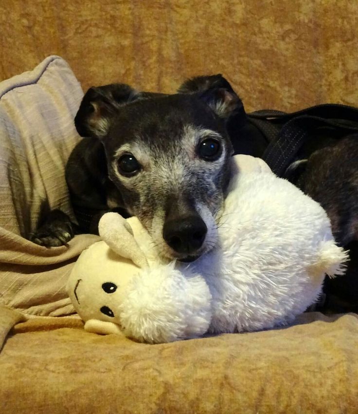 a black and white dog laying on top of a couch with a stuffed animal