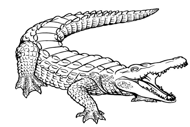 an alligator is shown in black and white