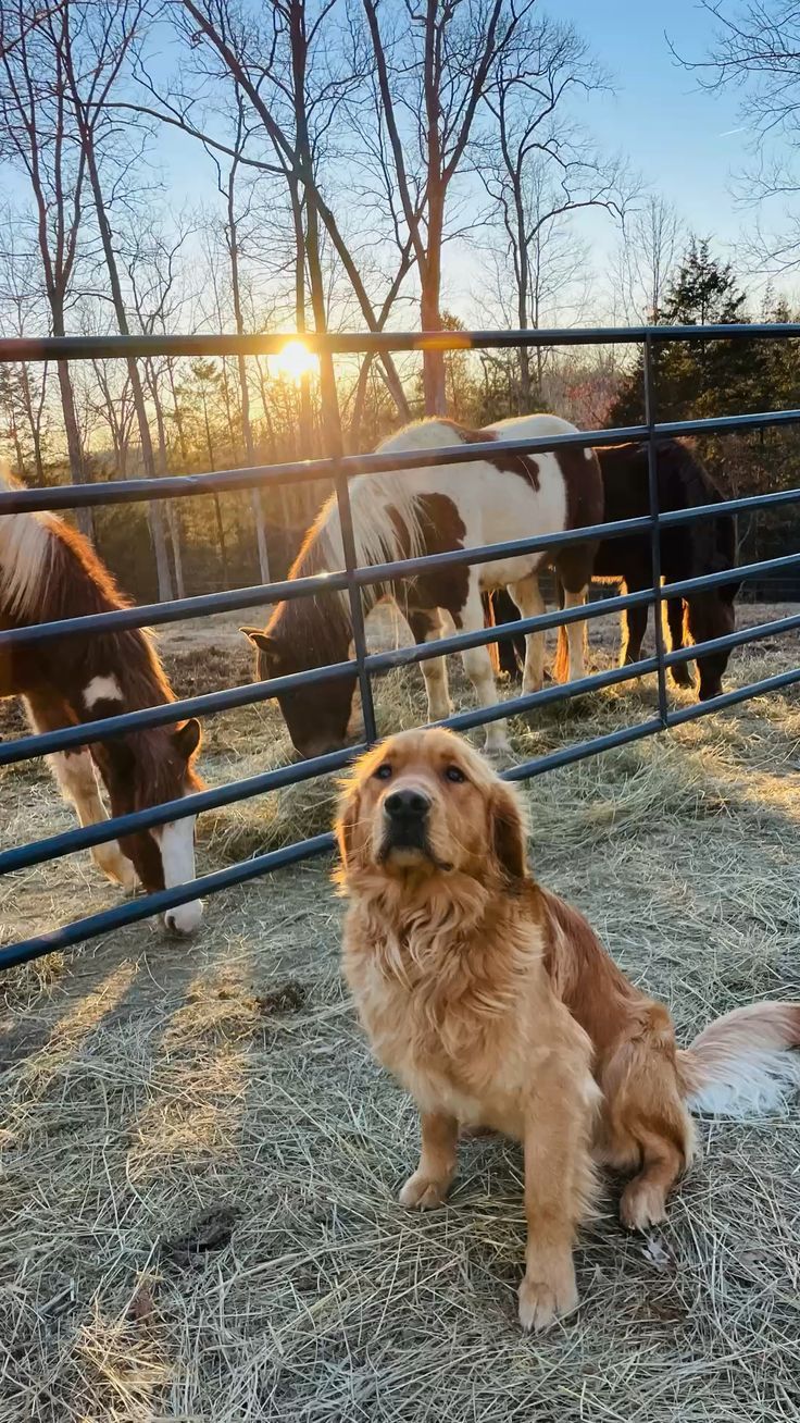 a dog is sitting in the hay next to some horses