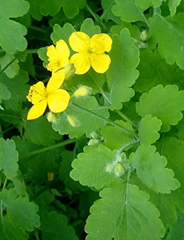 some yellow flowers and green leaves in the grass