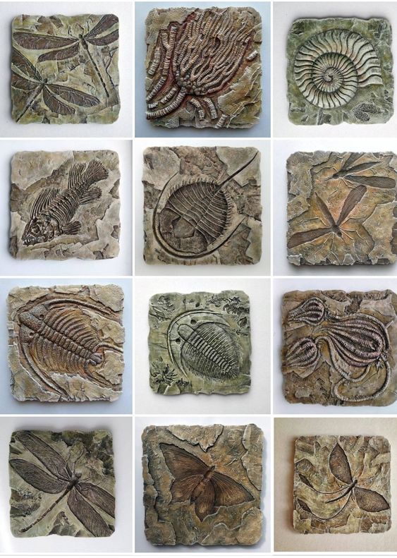 nine different fossil images are shown in the same square shape, each with an insect on it