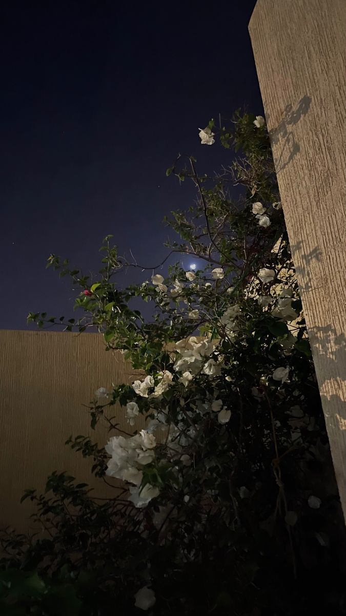 white flowers growing out of the side of a building at night with a full moon in the background