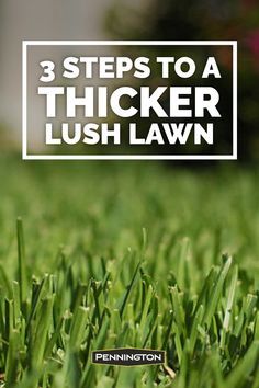 green grass with the words 3 steps to a thicker lush lawn