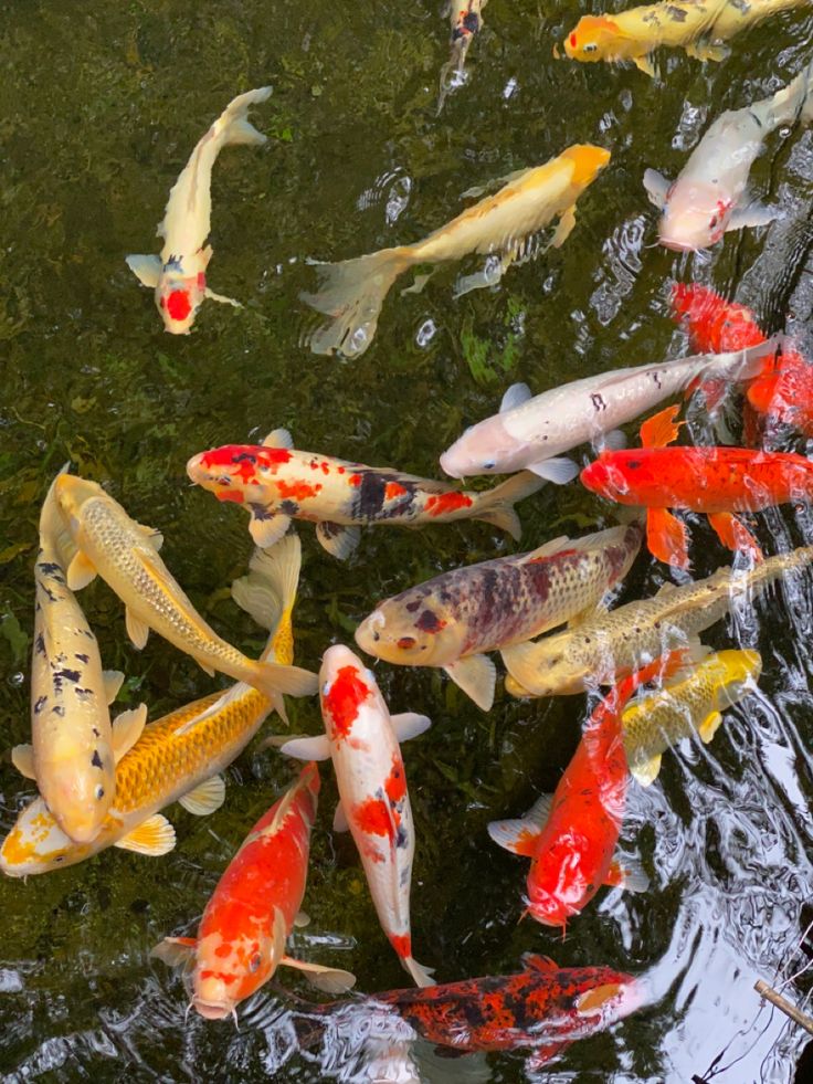 many colorful fish are swimming in the water