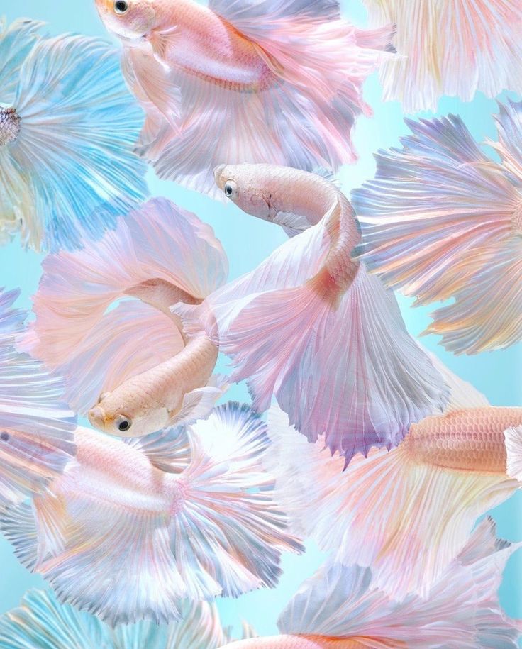 some pretty pink and blue fish in the water