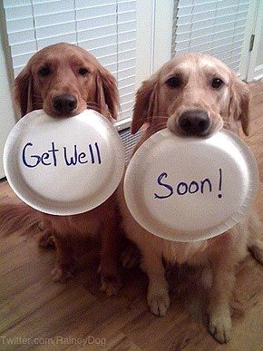 two dogs holding frisbees that say get well soon