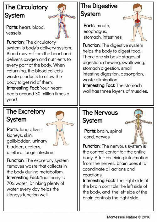 the nervous system worksheet with instructions for students to learn and practice their body