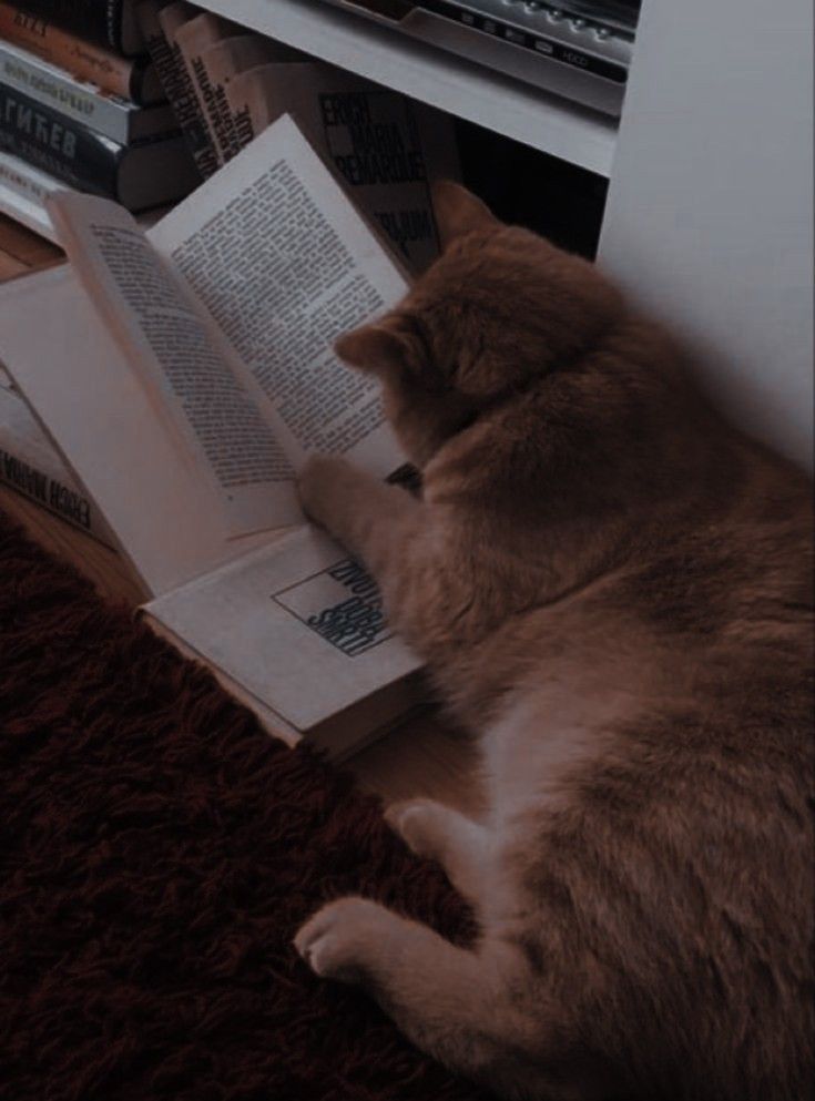 a cat laying on the floor reading a book in front of a bookshelf