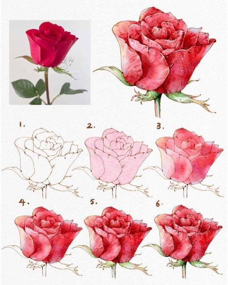 an image of roses drawn in watercolor and ink with the instructions for how to draw them