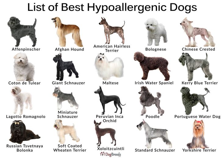 an image of dogs that are all different colors and sizes in their respective names on the page