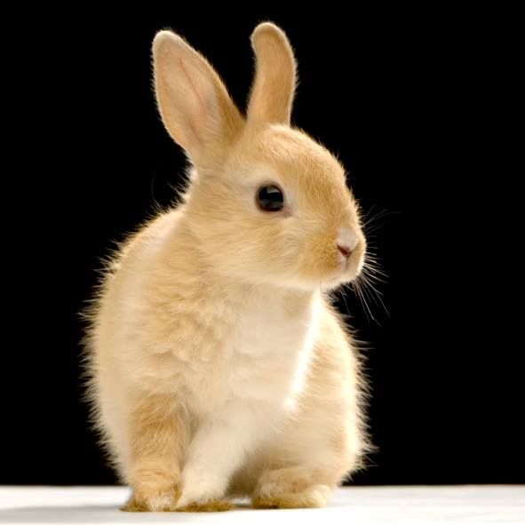 a brown and white rabbit sitting on top of a table next to a black background