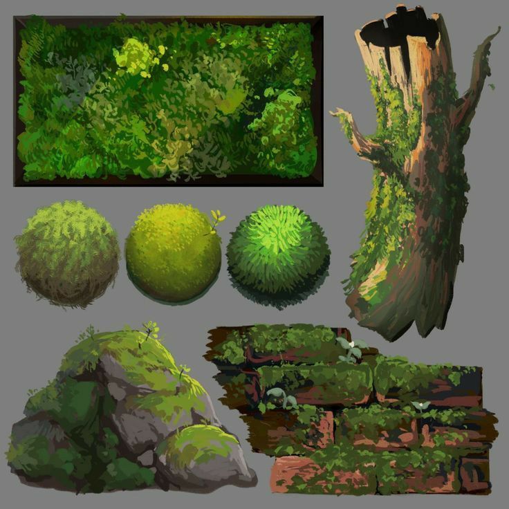 an image of different types of plants and rocks