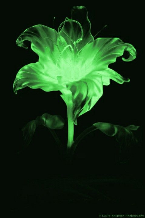 a green flower is glowing in the dark