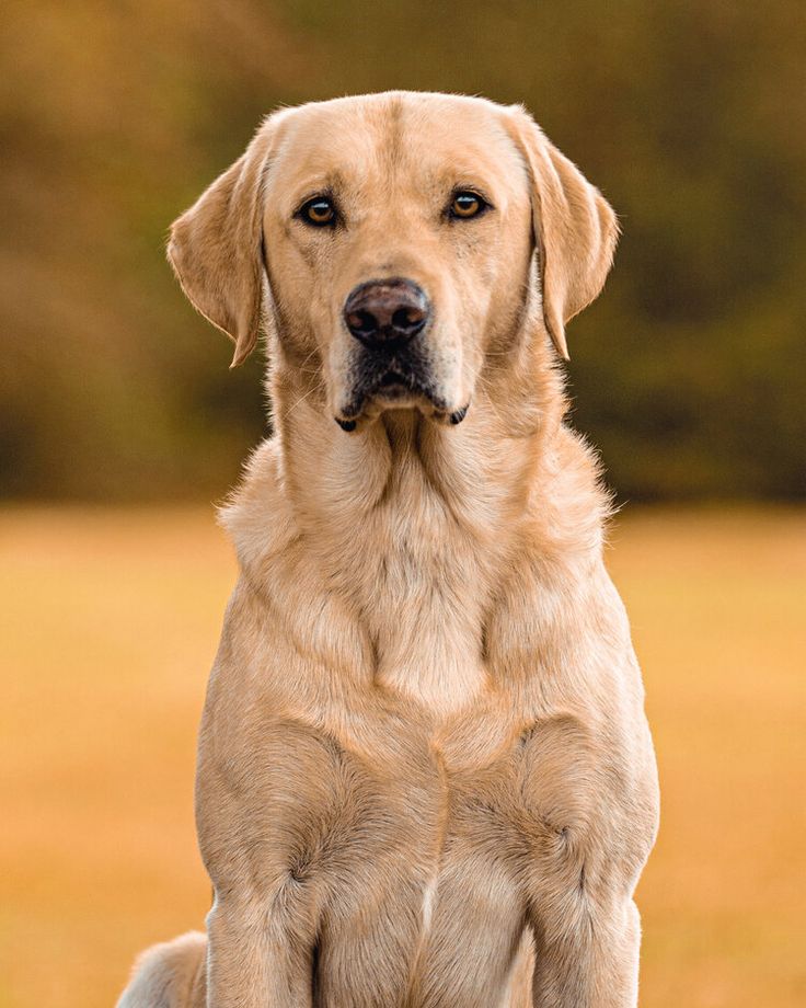 a large brown dog sitting on top of a grass covered field with trees in the background