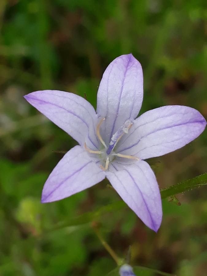 a small purple flower with green leaves in the background