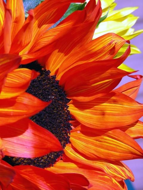 an orange and yellow sunflower in a blue vase