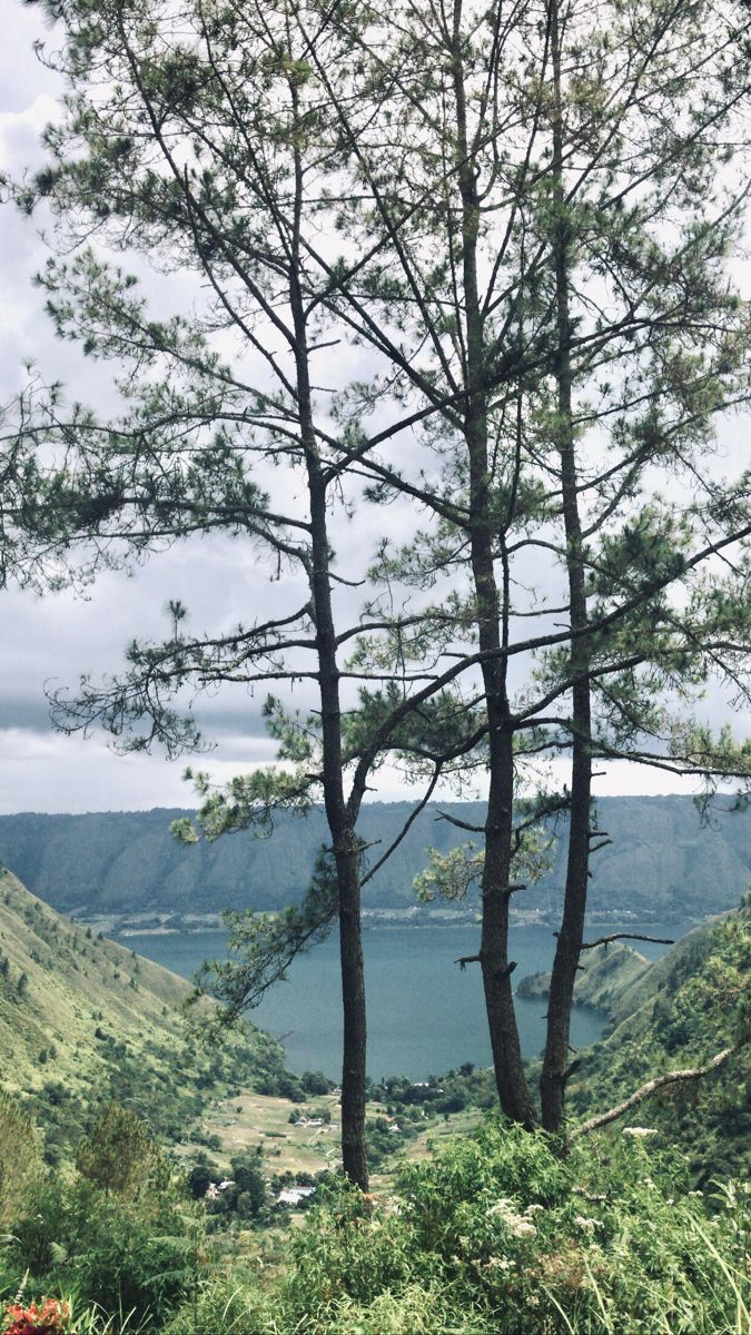 two tall trees sitting on top of a lush green hillside