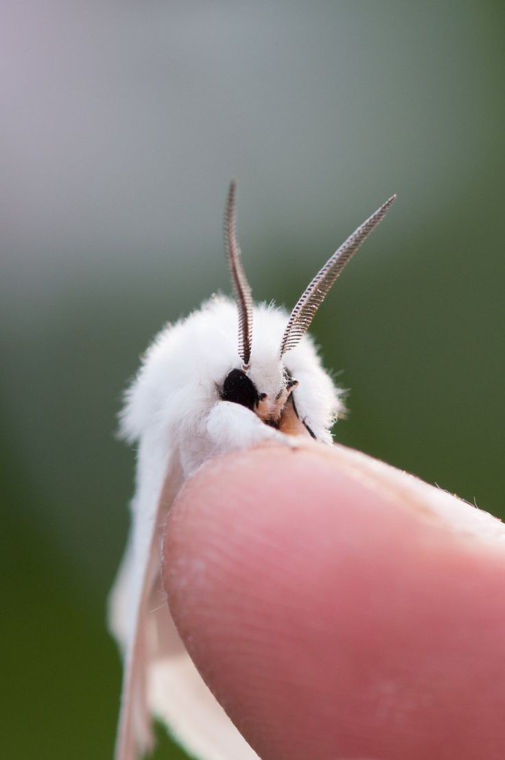 a small white insect sitting on top of a persons finger