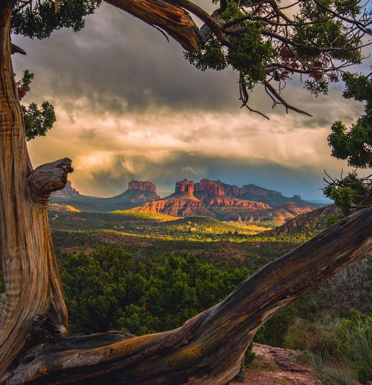 the mountains are covered in clouds and some tree branches with trees growing out of them