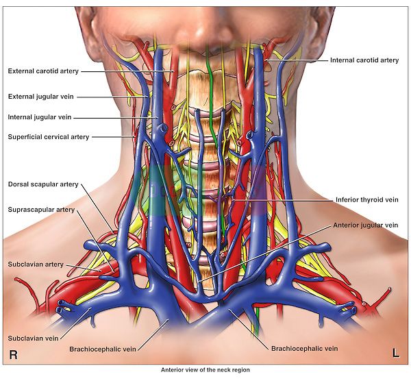 the neck and throat are labeled in this diagram