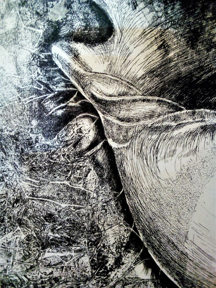 a black and white drawing of a horse's eye