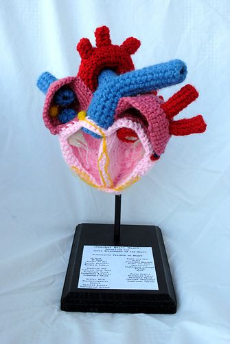 a crocheted model of the human heart on display