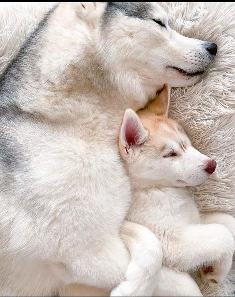 two white and brown husky puppies cuddling on top of each other's back