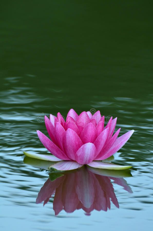 a pink flower floating on top of water