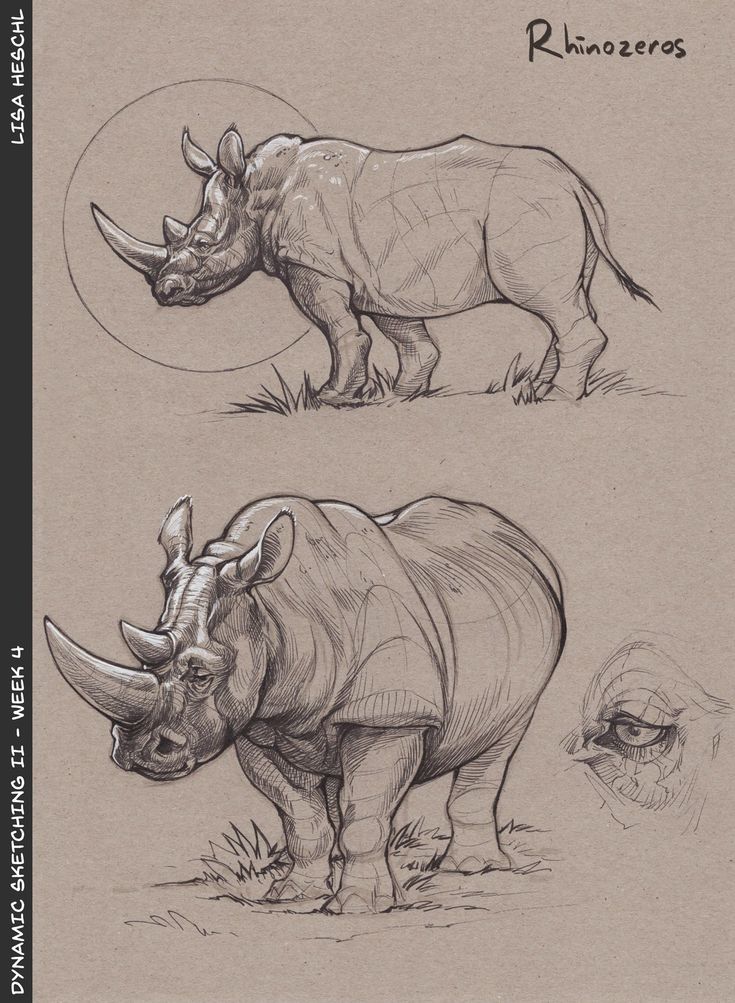 two rhinos are shown in three different positions