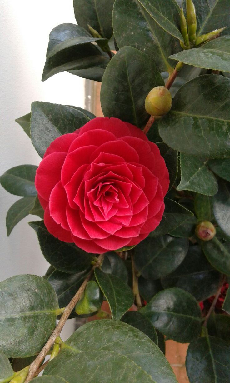 a large red flower sitting on top of green leaves