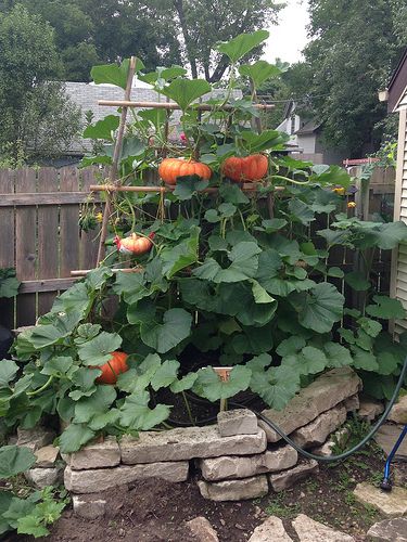 an outdoor garden with pumpkins growing on the vine