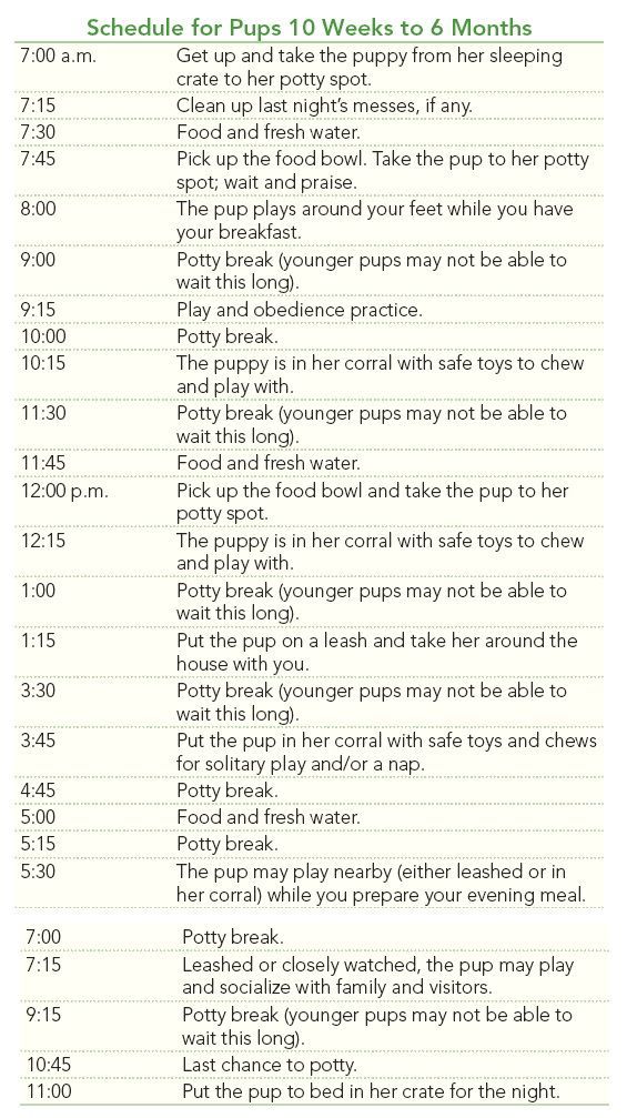 a table with instructions for how to use the rules in order to keep your dog safe