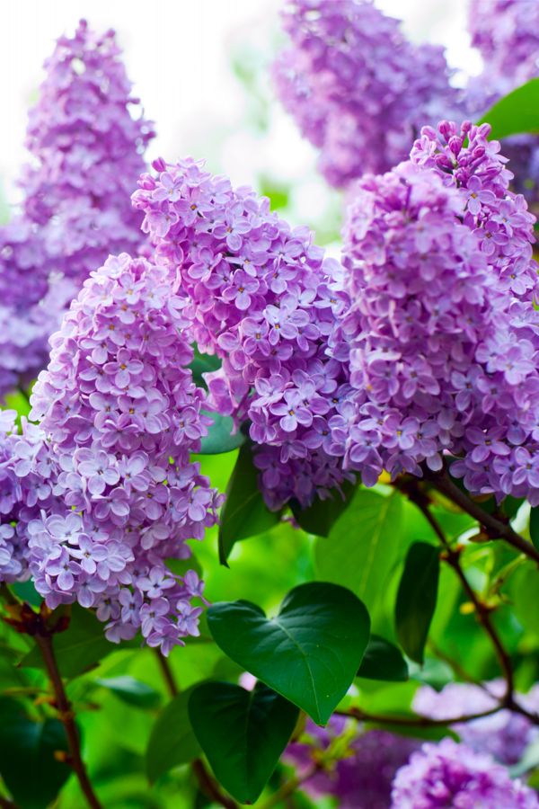 purple lilacs are blooming in the garden