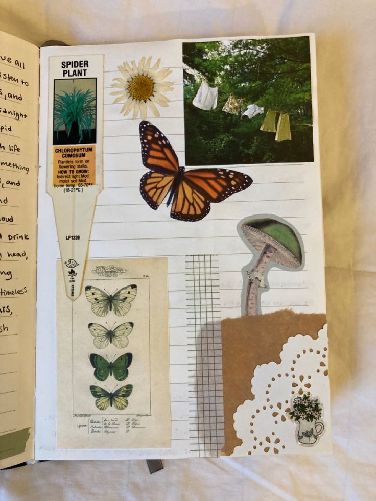 an open book with pictures and butterflies on it