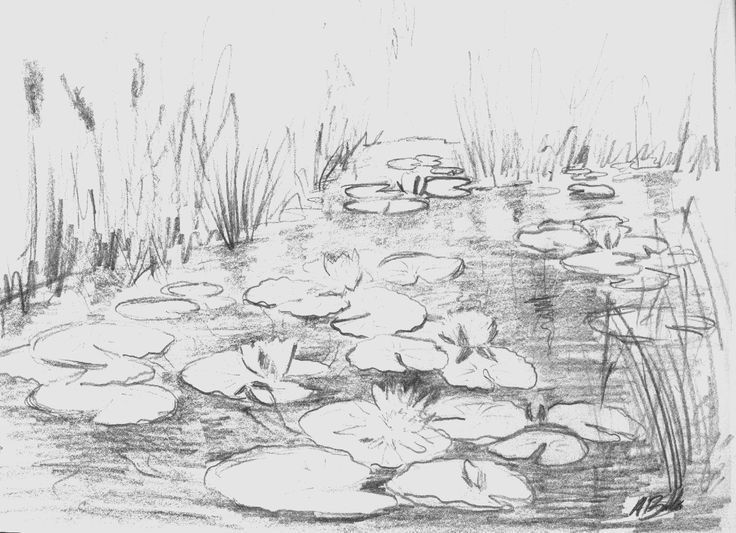 a pencil drawing of lily pads in the water