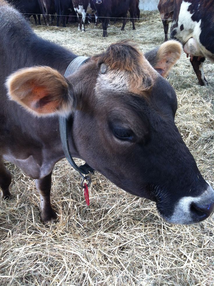 a brown cow standing on top of dry grass covered ground with other cows behind it