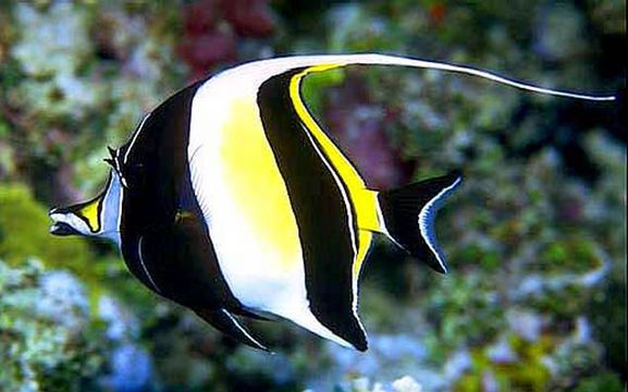 a black and yellow fish swimming in an aquarium