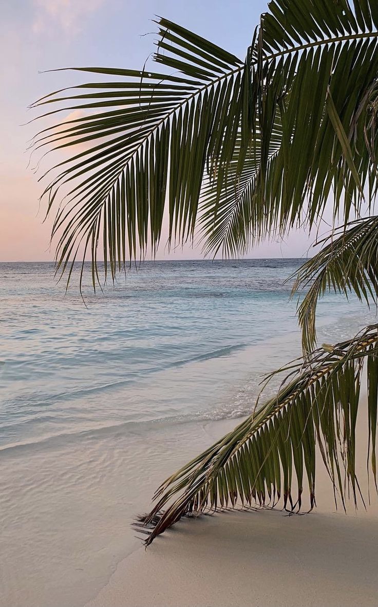 a palm tree on the beach with water in the background